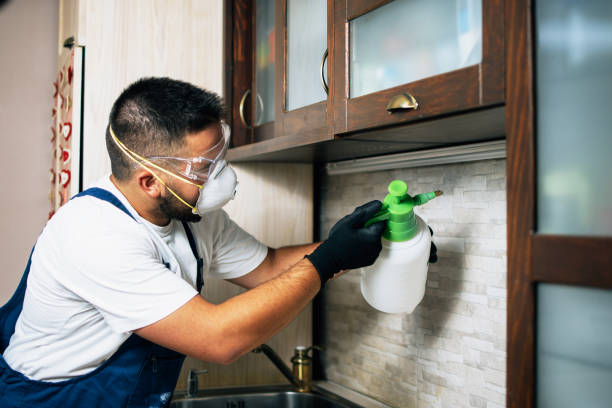 Best Termite Control Services  in Holliday, TX