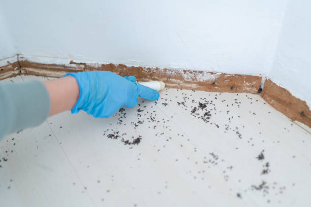 Best Pest Removal Services  in Holliday, TX